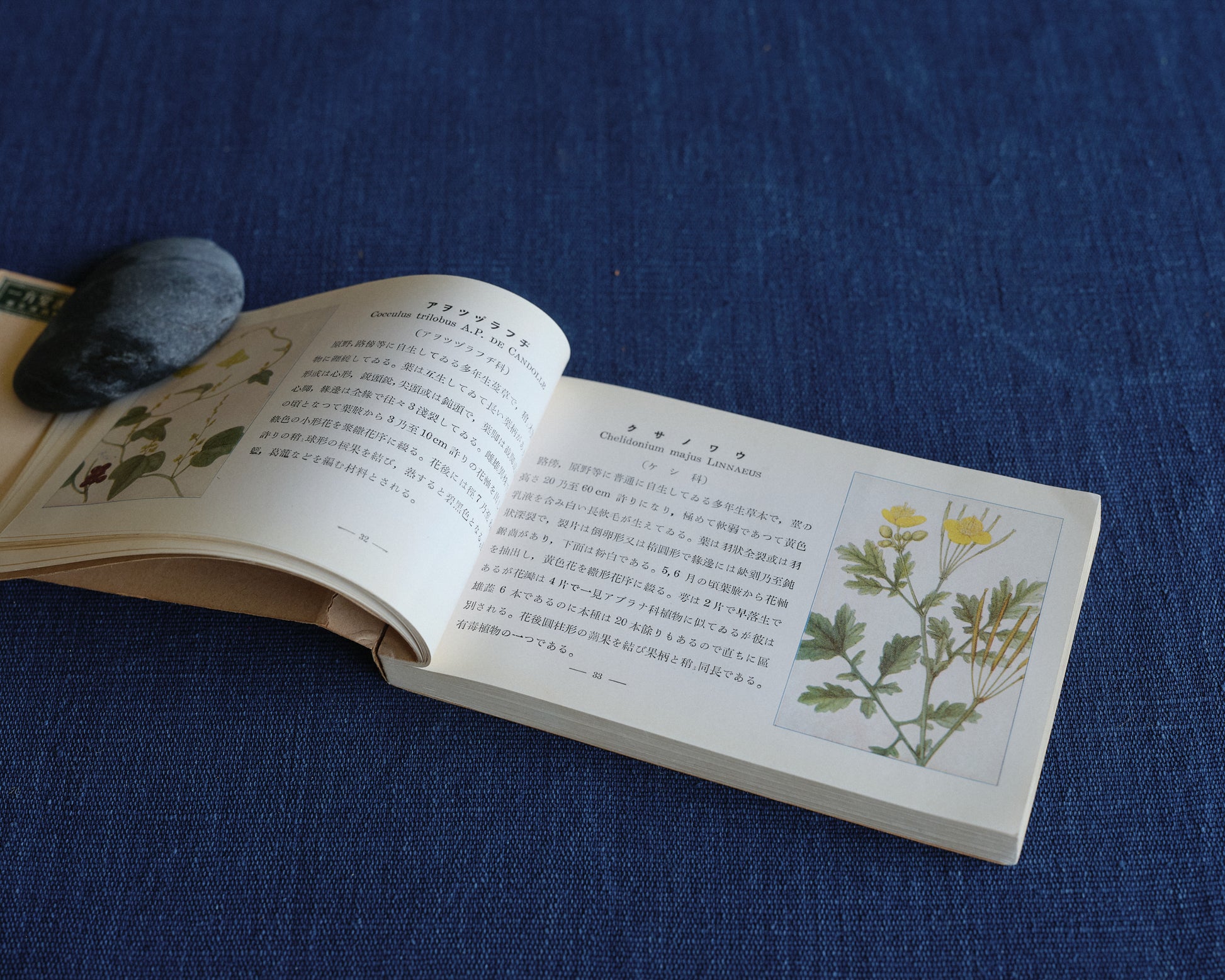 Japanese Pocket Nature Guide – Wild Summer Plants